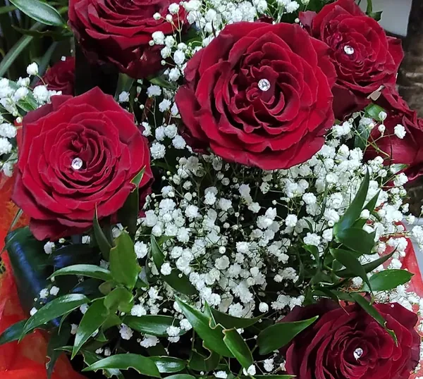 Rose rosse con gypsophila